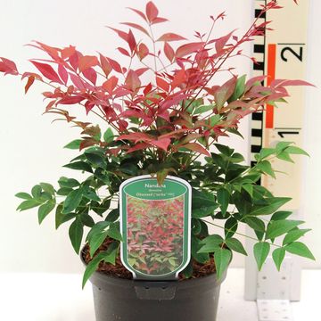 Nandina domestica OBSESSED