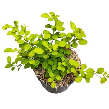 Berberis thunbergii 'Aurea'