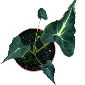 Alocasia 'Frydek Tattoo'