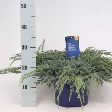 Juniperus squamata 'Blue Carpet'