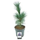 Pinus flexilis 'Vanderwolf's Pyramid'