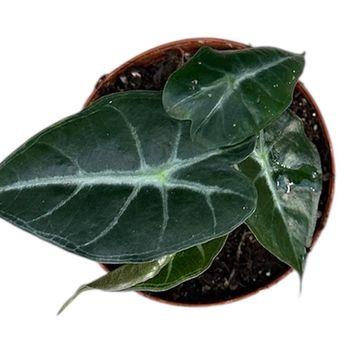 Alocasia 'Mandalay'