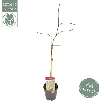 Acer palmatum 'Garnet'