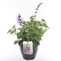 Salvia guaranitica 'Lavender Pink'