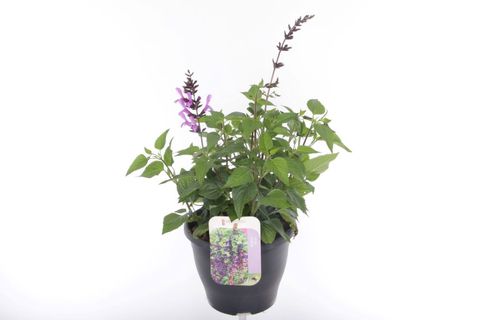 Salvia guaranitica 'Lavender Pink'