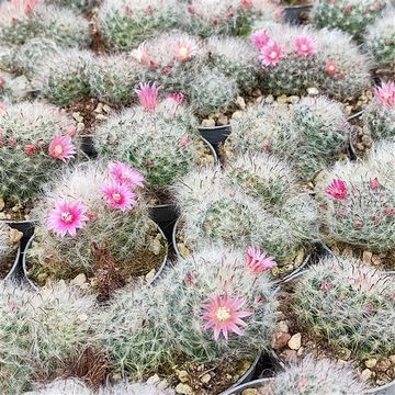 Mammillaria bocasana