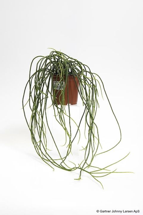 Rhipsalis 'Heidelberg'