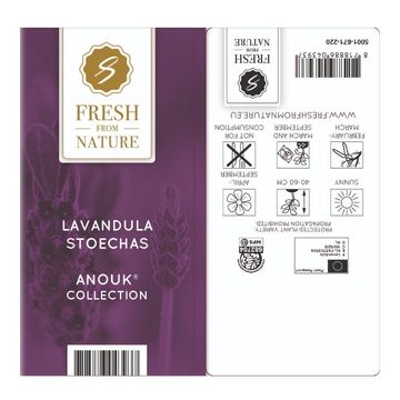 Lavandula stoechas 'Anouk'