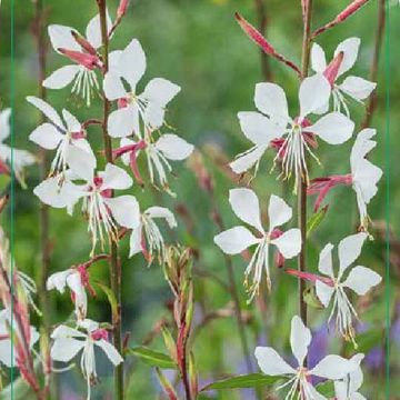 Gaura lindheimeri 'Snowbird'