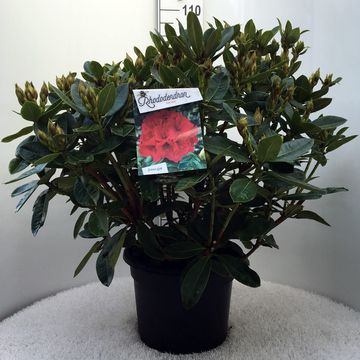 Rhododendron 'Red Jack'