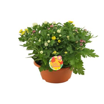 Chrysanthemum MIX IN POT