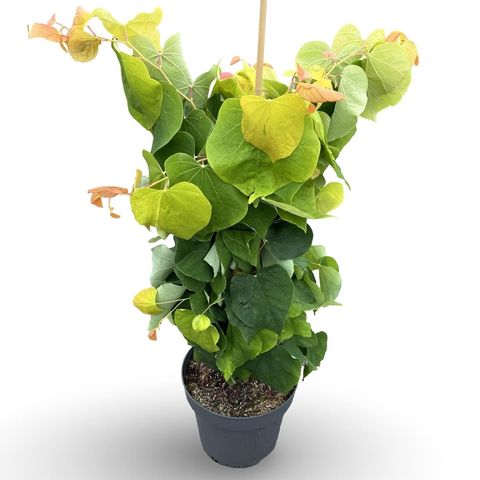 Cercis canadensis THE RISING SUN