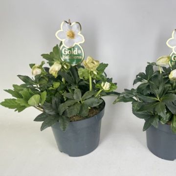 Helleborus niger HGC JASPER