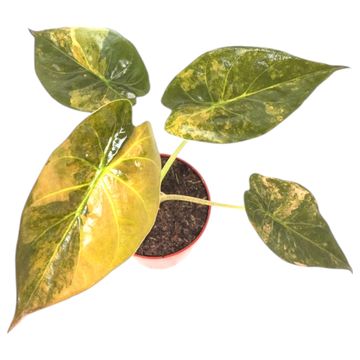 Alocasia wentii 'Variegata'