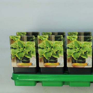 Hosta 'Queen Josephine'