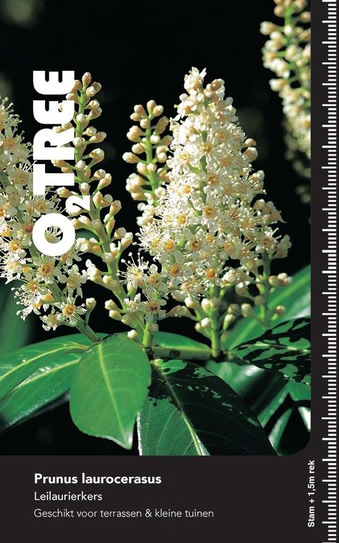 Prunus laurocerasus 'Caucasica'