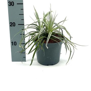 Astelia 'Silver Shadow'