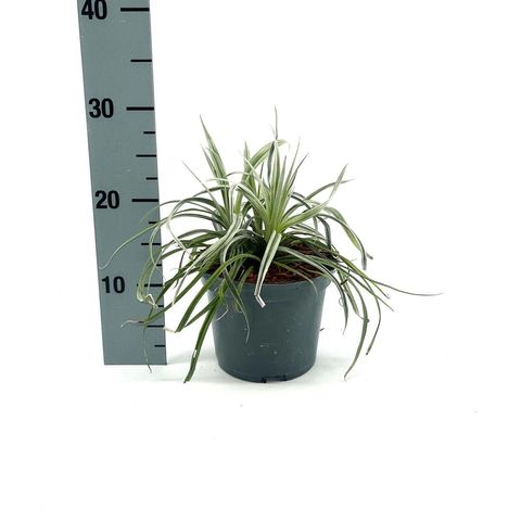 Astelia 'Silver Shadow'