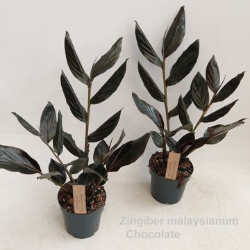 Zingiber malaysianum CHOCOLATE