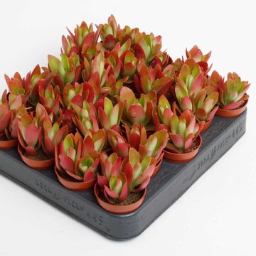 Crassula capitella 'Campfire'