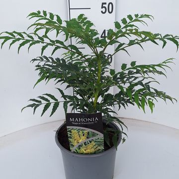 Mahonia MAGICAL WINTERFERN