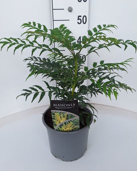 Mahonia MAGICAL WINTERFERN
