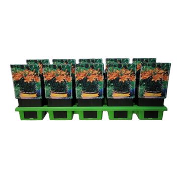 Lilium 'Abbeville's Pride'