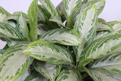 Aglaonema 'Silver Bay'