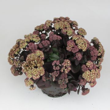 Sedum GLOBE YELLOW
