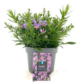 Aster 'Wood's Purple'