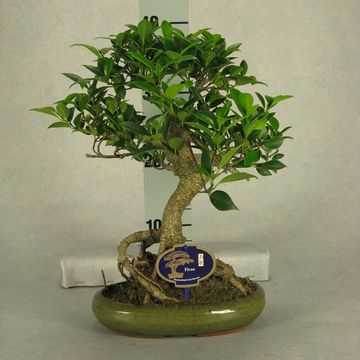 Bonsai MIX