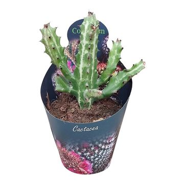 Euphorbia lactea