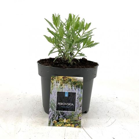 Perovskia atriplicifolia LACEY BLUE