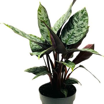 Apoballis acuminatissima 'Red Sword'