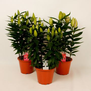 Lilium ORIENTAL HYBRID MIX