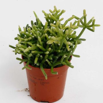 Rhipsalis heteroclada