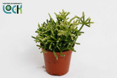 Rhipsalis heteroclada