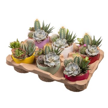 Arrangement Cactus / Succulent