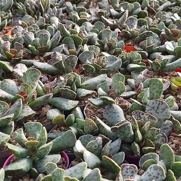 Adromischus cooperi