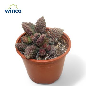 Adromischus marianae herrei 'Pink Coral'