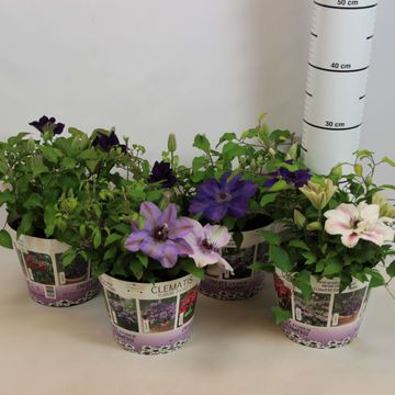 Clematis TUDOR PATIO MIX