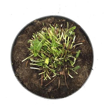 Betonica officinalis 'Hummelo'