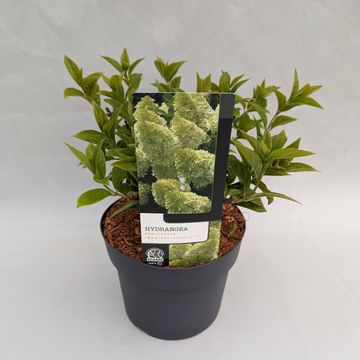 Hydrangea paniculata MAGICAL CANDLE