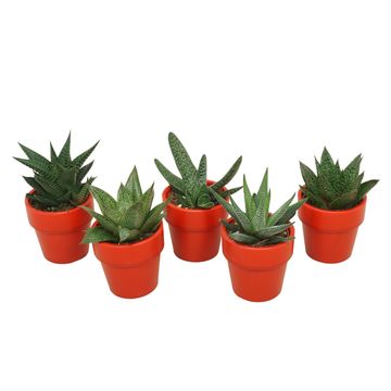 Сукуленти ALOE / HAWORTHIA MIX