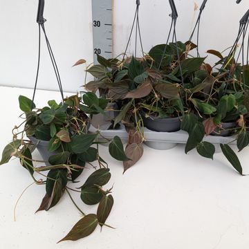 Philodendron scandens micans