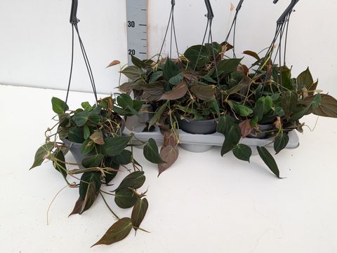 Philodendron scandens micans