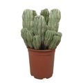 Euphorbia horrida