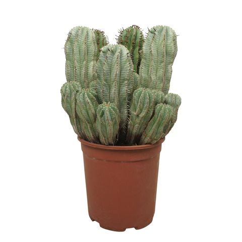 Euphorbia horrida