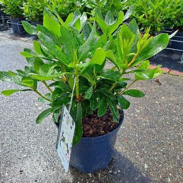 Rhododendron 'Cunningham's White'