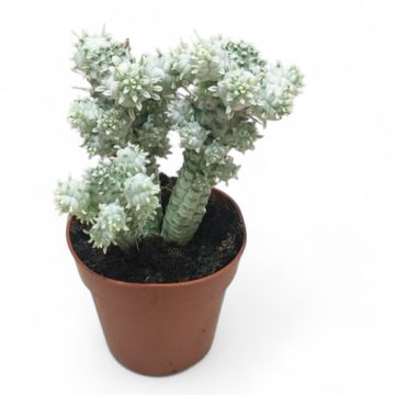 Euphorbia mammillaris variegata